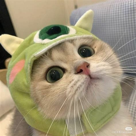 kucing pakai topi  Harga Topi Kelinci Anak Perempuan / Topi Rabbit Korea Cute Model